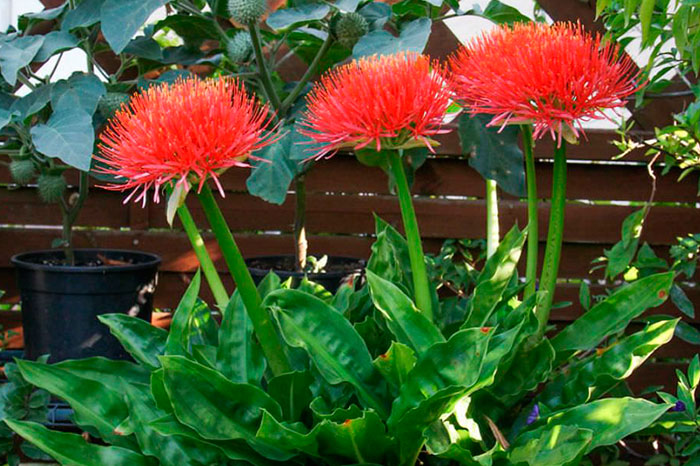 Flores de Scadoxus multiflorus