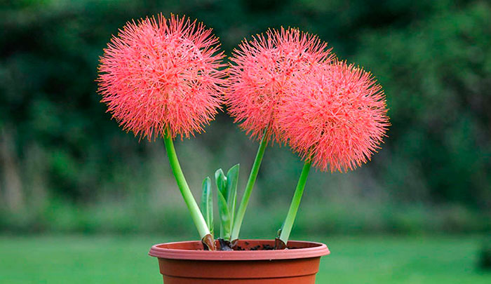 Flores de Scadoxus multiflorus