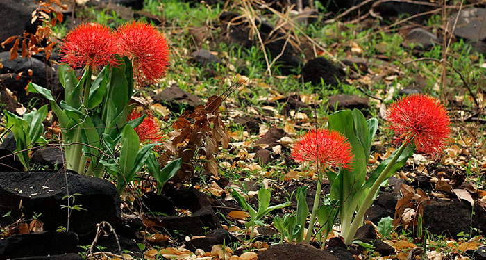 Flores de Scadoxus multiflorus