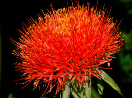 Flores de Scadoxus multiflorus