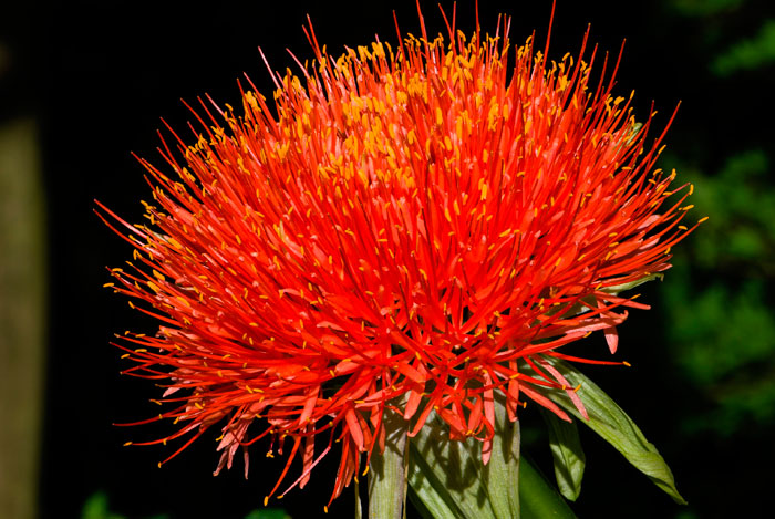 Flores de Scadoxus multiflorus