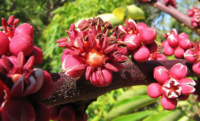 Flores de Schefflera actinophylla