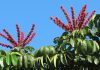 Flores de Schefflera actinophylla