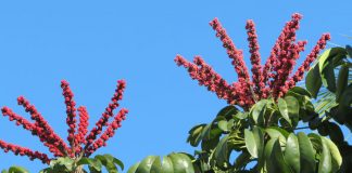 Flores de Schefflera actinophylla
