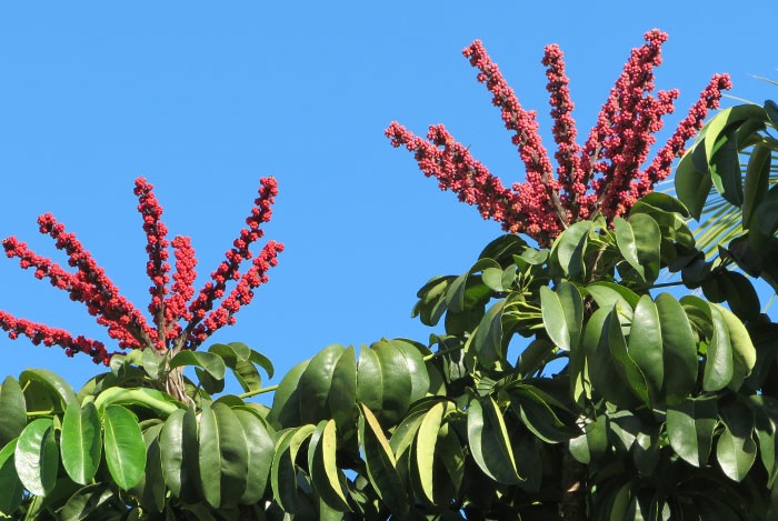 Flores de Schefflera actinophylla