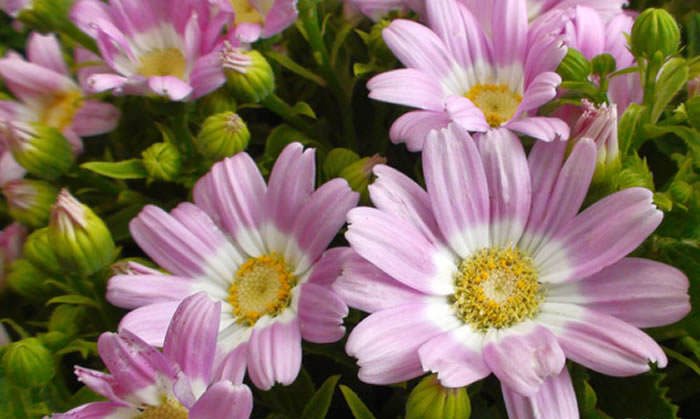 Flores de Senecio cruentus