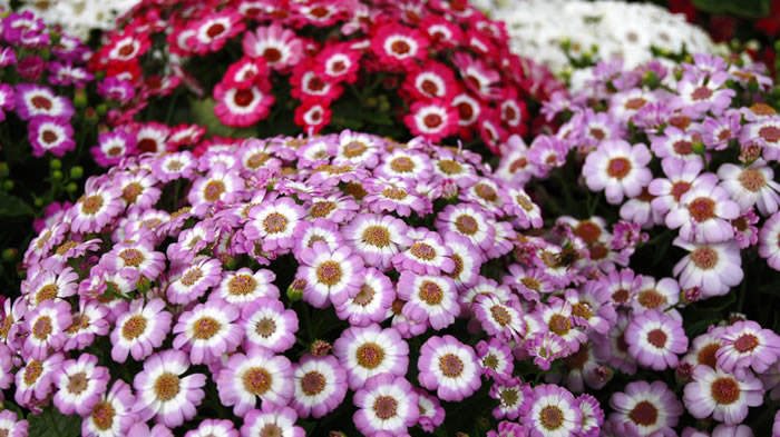 Flores de Senecio cruentus