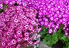 Flores de Senecio cruentus