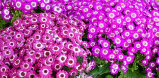 Flores de Senecio cruentus