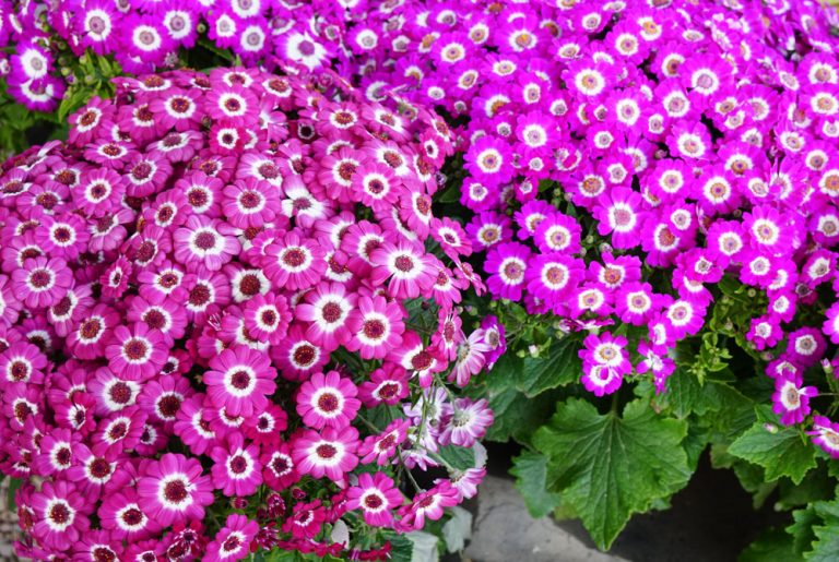 Flores de Senecio cruentus