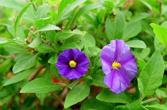 Flores de Solanum rantonnetii