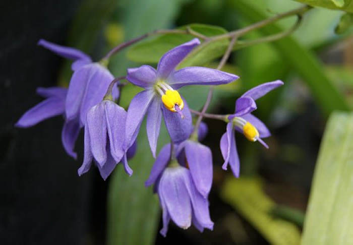 flores de solanum seaforthianum