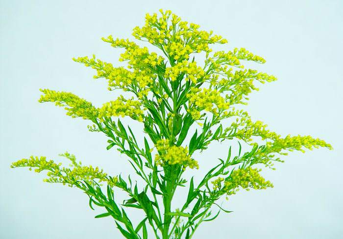 Flores de Solidago