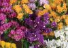 Flores de Limonium sinuatum variados