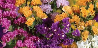 Flores de Limonium sinuatum variados