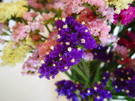 Flores de Limonium sinuatum o Statice