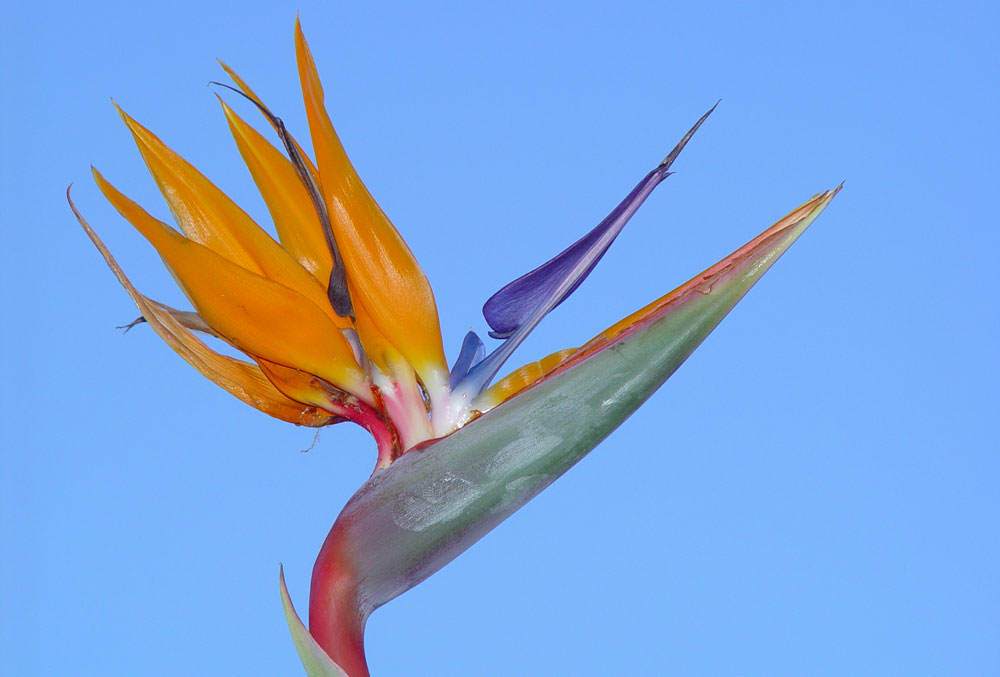 Flores de Strelitzia reginae