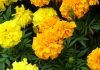 Flores de Tagete