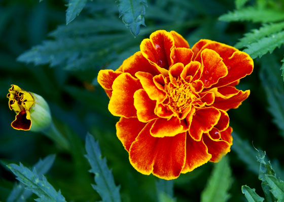 Flores de Tagete pátula