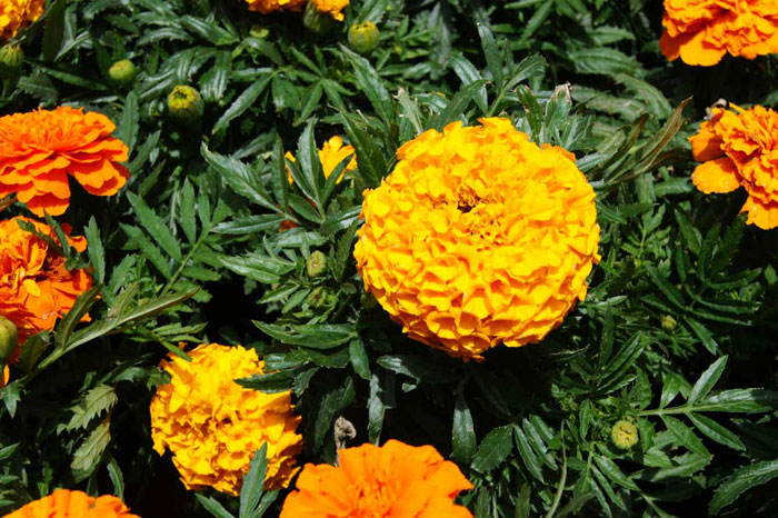 Flores de Tagetes