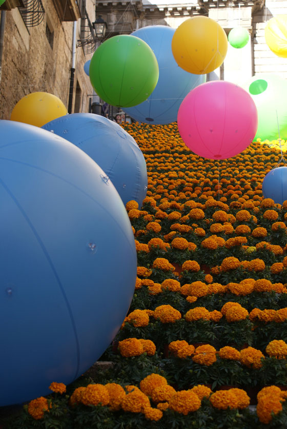 Flores de Tagetes