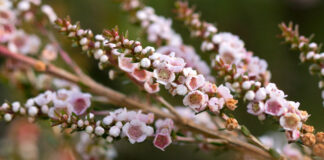 Flores de Thryptomene saxicola