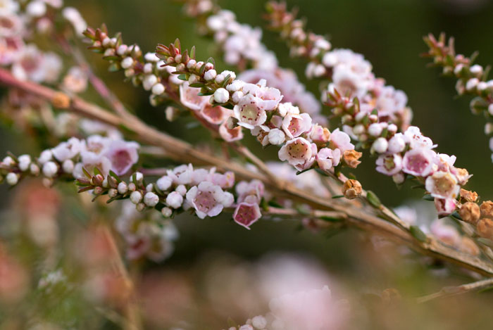 Flores de Thryptomene saxicola