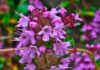 Flores de Thymus serpyllum