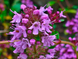 Flores de Thymus serpyllum