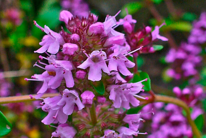 Flores de Thymus serpyllum