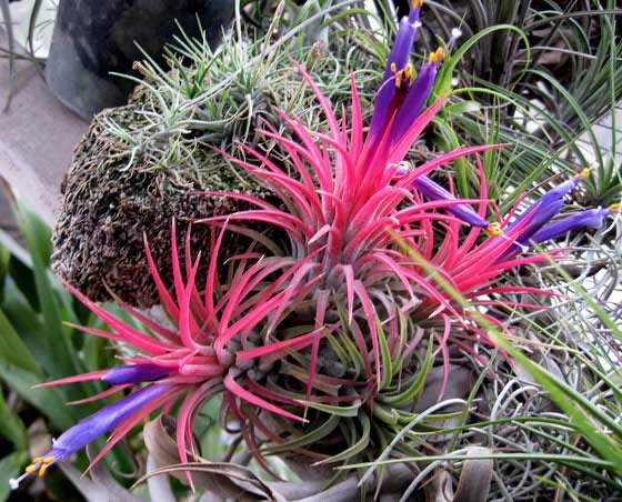 Flores de Tillandsias
