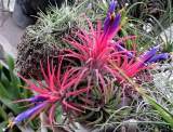 flores de tillandsias