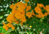 Flores de Tipuana tipu