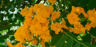 Flores de Tipuana tipu