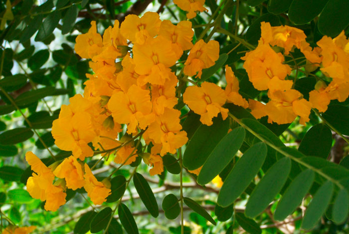 Flores de Tipuana tipu