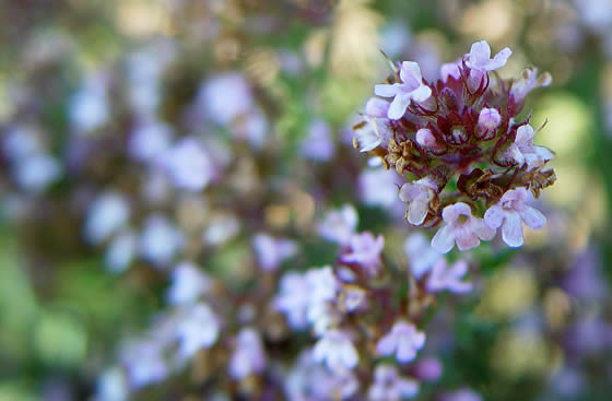 Flores de tomillo