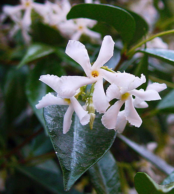 Flores de trachelospermum