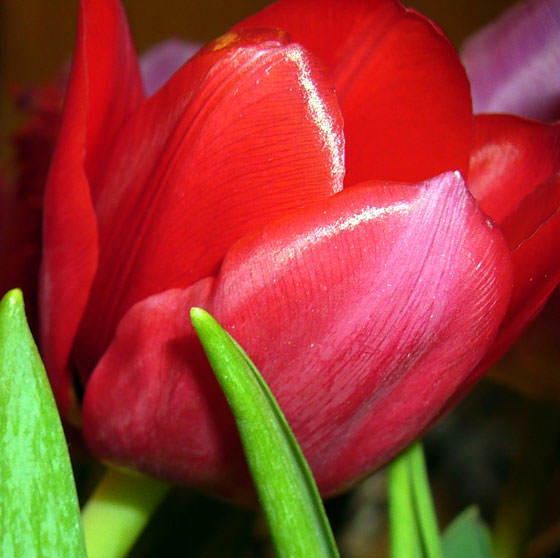 Flores de Tulipán