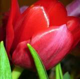 flores de tulipan