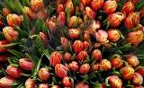 flores de tulipán