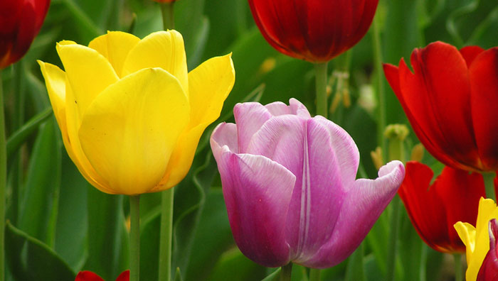 Flores de Tulipán