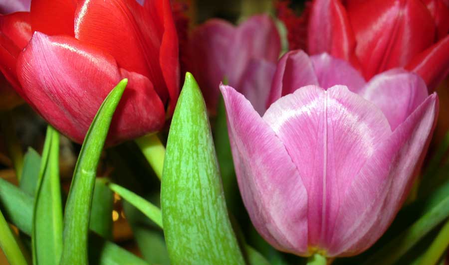 Flores de Tulipanes