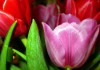 Flores de Tulipanes