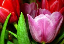 Flores de Tulipanes