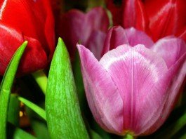 Flores de Tulipanes