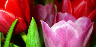 Flores de Tulipanes