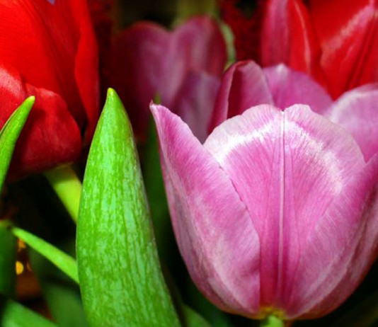 Flores de Tulipanes