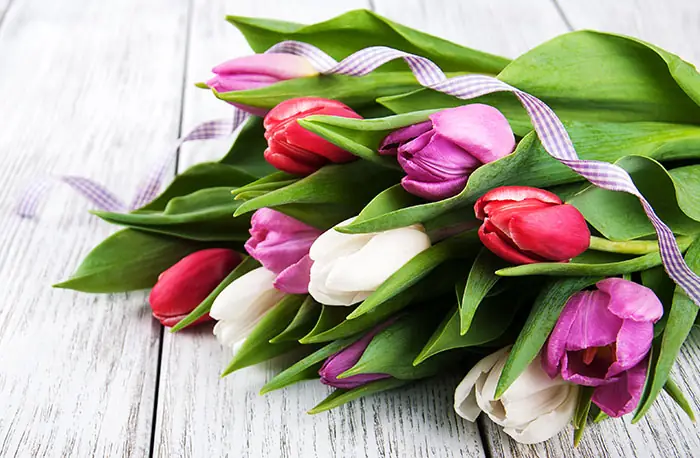 Flores de tulipán