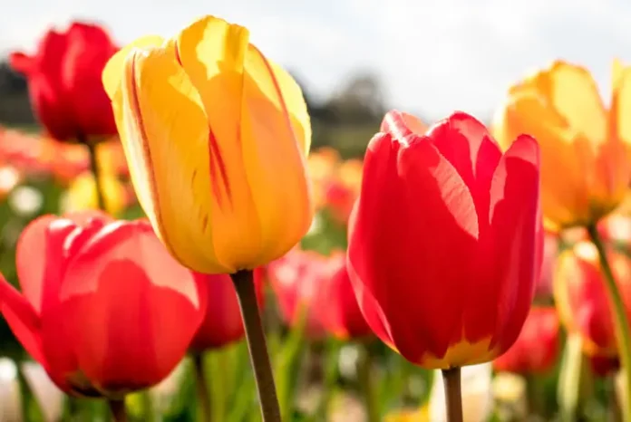 Flores de tulipanes en el campo