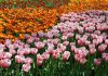 Flores de Tulipan